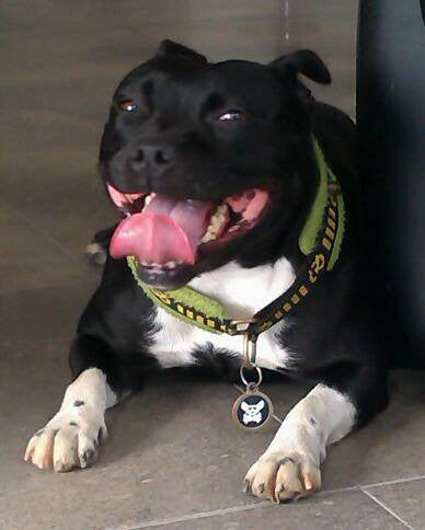 DOGGIE SKULL & CROSSBONE DOG IDENTITY TAG