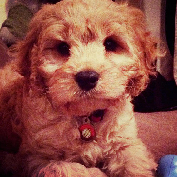 THE FLASH - SUPERHERO THEMED PET ID TAGS