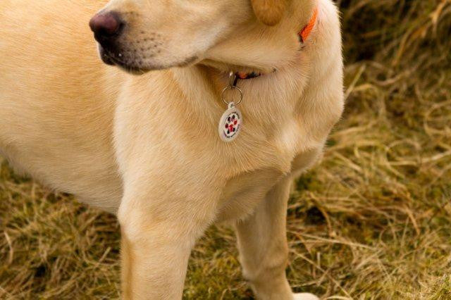 Your Own Design Pet ID Tag