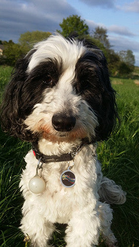 Your Own Design Pet ID Tag