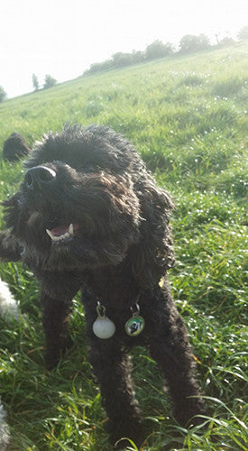 Your Own Design Pet ID Tag