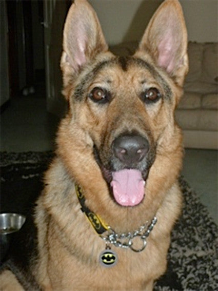 BATDOG TAG FOR DOGS