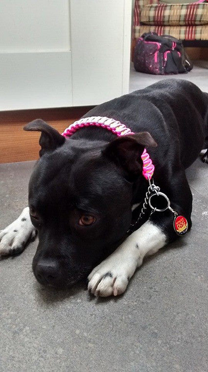 Wonder Dog - Superhero Themed Dog ID Tags