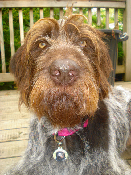 Your Own Design Pet ID Tag